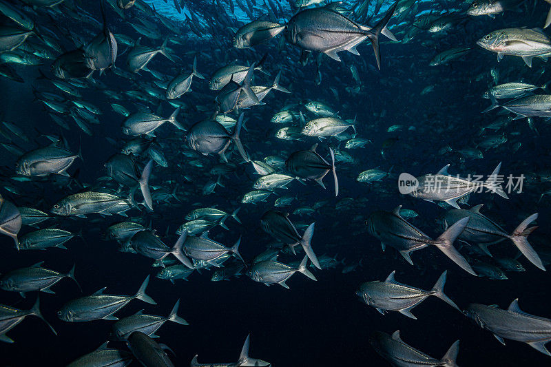 大眼睛Trevally Caranx sexfasciatus，清晨在美国自由沉船，图拉姆本，印度尼西亚巴厘岛